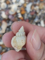 Coralliophila squamosissima