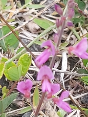 Desmodium