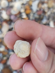 Coralliophila squamosissima