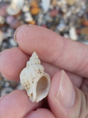 Coralliophila squamosissima