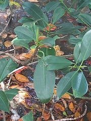 Rhizophora mucronata