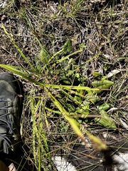 Mickelopteris cordata