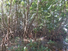 Rhizophora mucronata