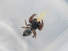 Pseudomogrus bactrianus