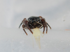 Pseudomogrus bactrianus