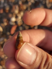 Phasianotrochus eximius