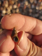 Phasianotrochus eximius