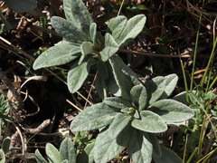 Brachyglottis revoluta