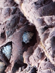 Nodilittorina pyramidalis