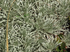 Celmisia sessiliflora