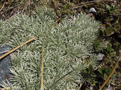 Celmisia sessiliflora