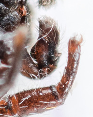 Pseudomogrus bactrianus