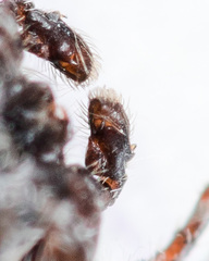 Pseudomogrus bactrianus