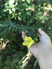 Aureolaria virginica