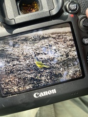 Malaconotus blanchoti