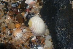 Nerita plicata
