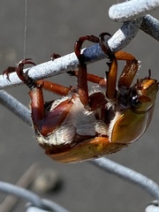 Anoplognathus montanus