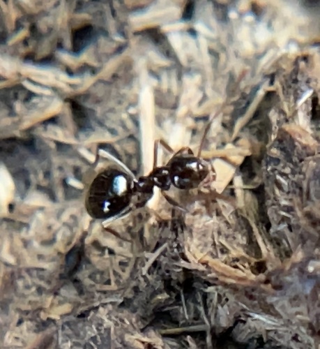 iNaturalist observation photo of American Winter Ant