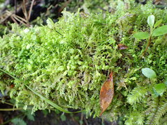 Acrobolbus plagiochiloides