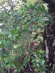 Ardisia