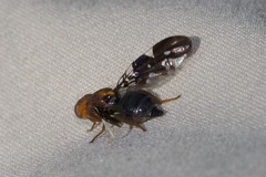 Acanthonevroides basalis