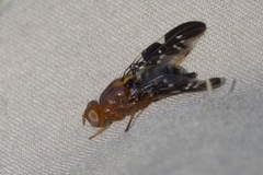 Acanthonevroides basalis