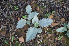 Cynara algarbiensis