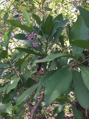 Ardisia