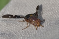 Acanthonevroides basalis