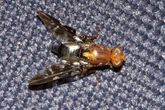 Acanthonevroides basalis