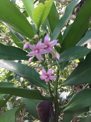 Ardisia