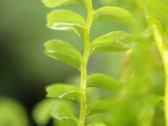 Acrobolbus plagiochiloides