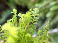 Acrobolbus plagiochiloides