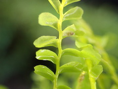 Acrobolbus plagiochiloides