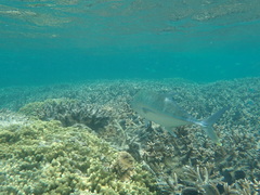 Caranx papuensis