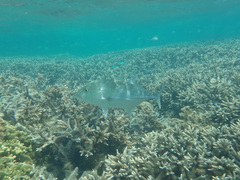 Caranx papuensis