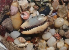 Purpuradusta gracilis