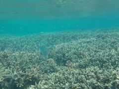 Caranx papuensis