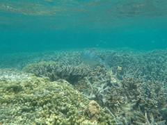 Caranx papuensis