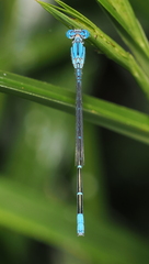 Pseudagrion cingillum