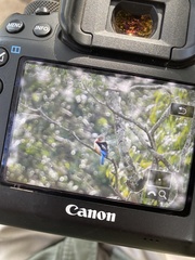 Halcyon leucocephala