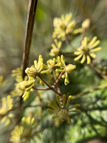 Image of Clematis zeylanica by (c) Chayant Gonsalves, some rights reserved (CC BY)