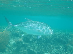 Caranx papuensis