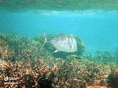 Caranx papuensis