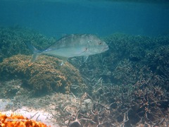 Caranx papuensis