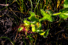 Acalypha depressinerva