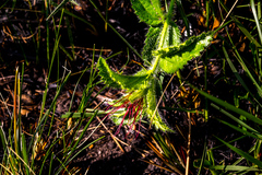 Acalypha depressinerva