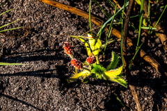 Acalypha depressinerva