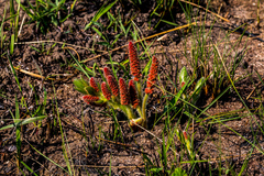 Acalypha depressinerva