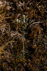Albuca setosa